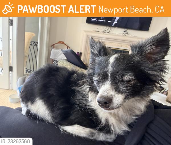 Found/Stray Female Dog last seen Starbucks, Newport Beach, CA 92663