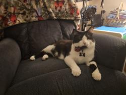 Reunited Male Cat last seen Judith pl & Oakwood rd, Oak Creek, WI 53154