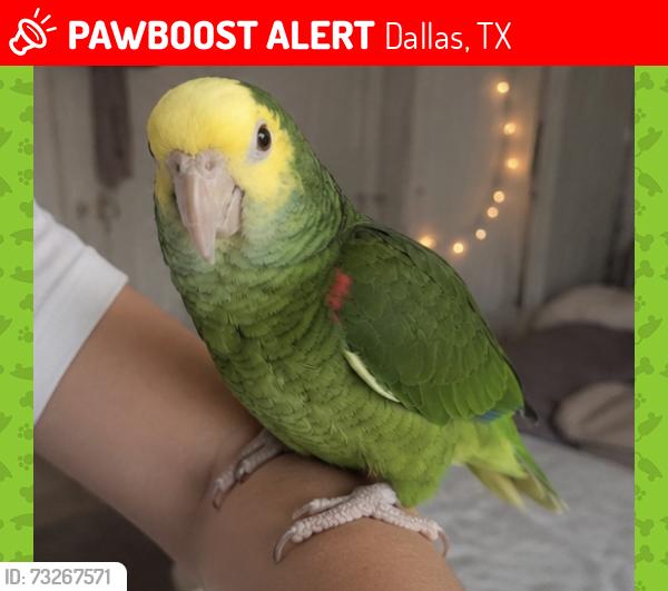 Lost Unknown Bird last seen Jacob Way, Dallas, Dallas, TX 75211