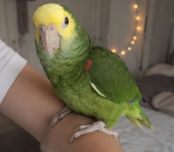 Lost Unknown Bird last seen Jacob Way, Dallas, Dallas, TX 75211