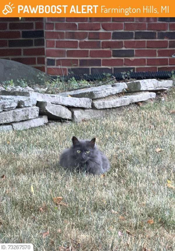 Found/Stray Unknown Cat last seen Near turnberry ct she usually front on this hse and across, Farmington Hills, MI 48331