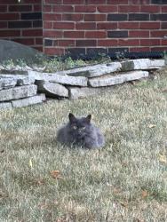 Found/Stray Unknown Cat last seen Near turnberry ct she usually front on this hse and across, Farmington Hills, MI 48331