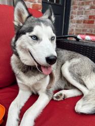 Reunited Female Dog last seen Maplegate Dr, Spring, TX 77373
