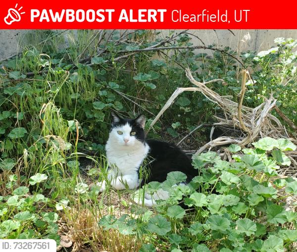 Lost Female Cat last seen Near N 3000 W Clinton UT 84015, Clearfield, UT 84015