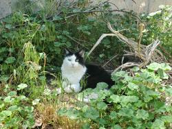 Lost Female Cat last seen Near N 3000 W Clinton UT 84015, Clearfield, UT 84015