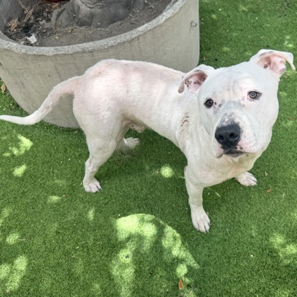 Shelter Stray Male Dog last seen Near flemming ave, Oakland, CA, 1101 29th Ave, Oakland, CA 94601, USA