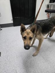 Shelter Stray Female Dog last seen Near rawson st, Oakland, CA, 1101 29th Ave, Oakland, CA 94601, USA