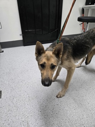 Shelter Stray Female Dog last seen Near rawson st, Oakland, CA, 1101 29th Ave, Oakland, CA 94601, USA