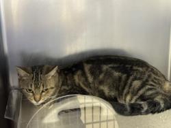 Shelter Stray Female Cat last seen Elefa St & Marshall Ave, Roseville City, CA, 200 Tahoe Ave, Roseville, CA 95678, USA