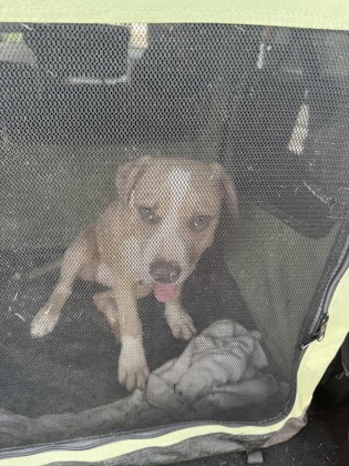 Shelter Stray Unknown Dog last seen Near Glenwood Road, Decatur, GA, 30032, 30032, GA, 3280 Chamblee Dunwoody Rd, Chamblee, GA 30341, USA