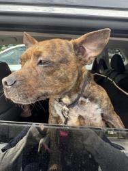 Shelter Stray Unknown Dog last seen Near Custer Ave, ATLANTA, GA, 30316, 30316, GA, 3280 Chamblee Dunwoody Rd, Chamblee, GA 30341, USA