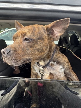 Shelter Stray Unknown Dog last seen Near Custer Ave, ATLANTA, GA, 30316, 30316, GA, 3280 Chamblee Dunwoody Rd, Chamblee, GA 30341, USA
