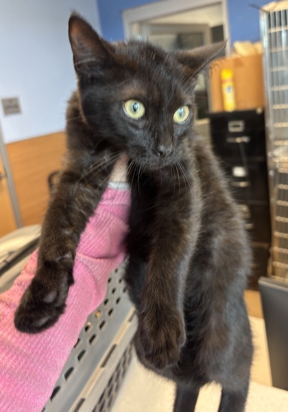 Shelter Stray Male Cat last seen Near Meadowglenn Village Ln Atlanta, GA 30340, 30340, GA, 3280 Chamblee Dunwoody Rd, Chamblee, GA 30341, USA