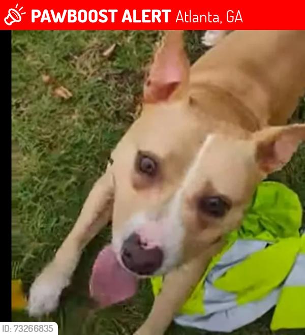 Lost Female Dog last seen pryor and doane st. atl. ga. 30334, Atlanta, GA 30315