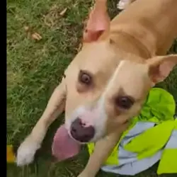 Lost Female Dog last seen pryor and doane st. atl. ga. 30334, Atlanta, GA 30315