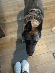 Found/Stray Female Dog last seen hse, Tulsa, OK 74134