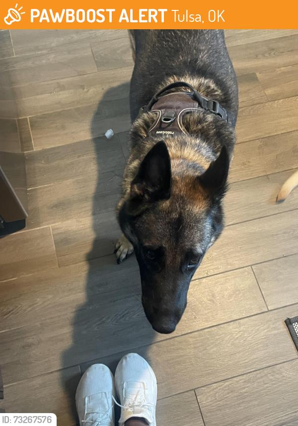 Found/Stray Female Dog last seen hse, Tulsa, OK 74134