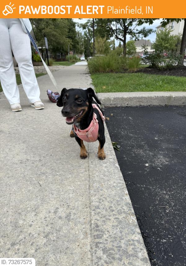 Found/Stray Male Dog last seen Gladden Drive, Plainfield, IN 46168