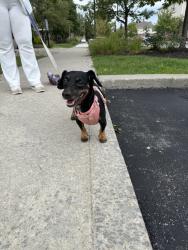 Found/Stray Male Dog last seen Gladden Drive, Plainfield, IN 46168
