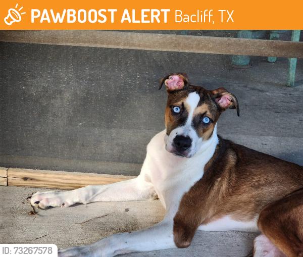 Found/Stray Female Dog last seen 10th and Ave E, Bacliff, TX 77518