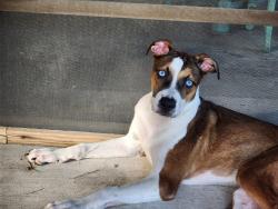 Found/Stray Female Dog last seen 10th and Ave E, Bacliff, TX 77518
