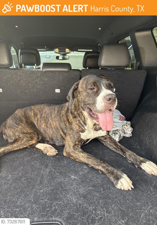 Found/Stray Female Dog last seen Country Lake ests, Harris County, TX 77388