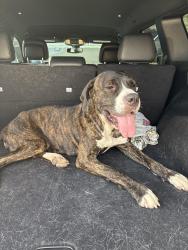 Found/Stray Female Dog last seen Country Lake ests, Harris County, TX 77388