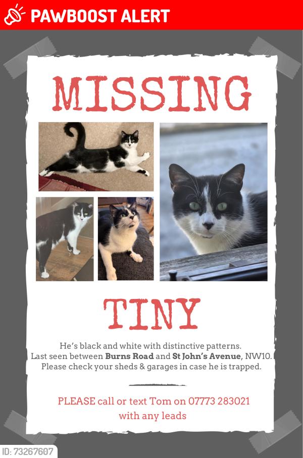 Lost Male Cat last seen Between Burns Road and St John's Avenue in Harlesden, Greater London, England NW10 4DY