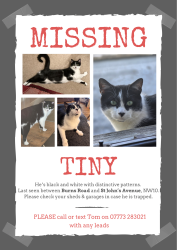 Lost Male Cat last seen Between Burns Road and St John's Avenue in Harlesden, Greater London, England NW10 4DY