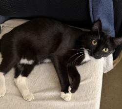 Reunited Female Cat last seen Leimert Park near W 43rd St., Los Angeles, CA 90008