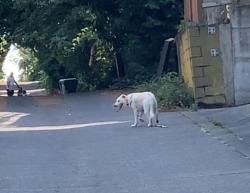 Reunited Female Dog last seen NE 60th and Hillman Pl NE, Seattle, WA 98115