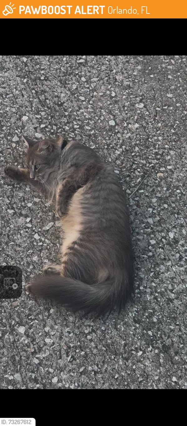 Found/Stray Female Cat last seen sandbar willlow ct, Orlando, FL 32808