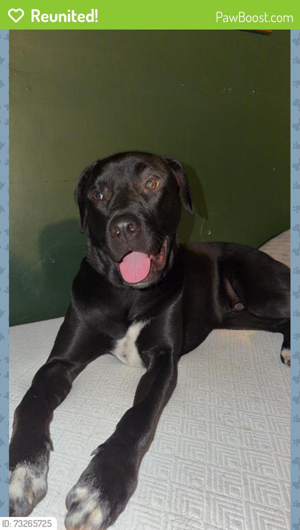 Reunited Male Dog last seen Brown rd & deverueax, Parma, MI 49269