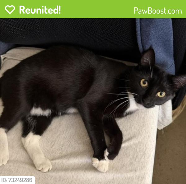 Reunited Female Cat last seen Leimert Park near W 43rd St., Los Angeles, CA 90008