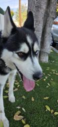 Reunited Male Dog last seen Memorial Park Santa Ana, Santa Ana, CA 92707