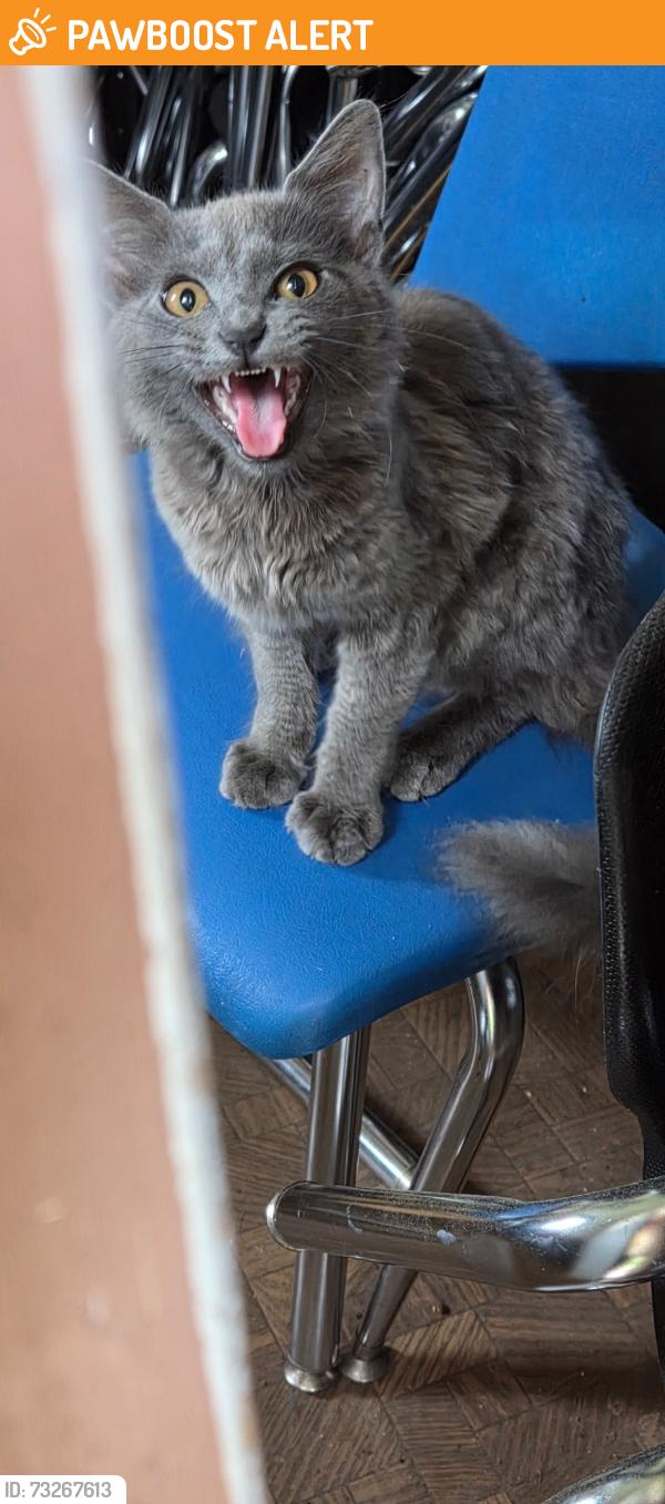 Found/Stray Male Cat last seen Upton Rd Spartanburg sc, Cherokee County, SC 29307