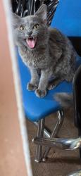 Found/Stray Male Cat last seen Upton Rd Spartanburg sc, Cherokee County, SC 29307