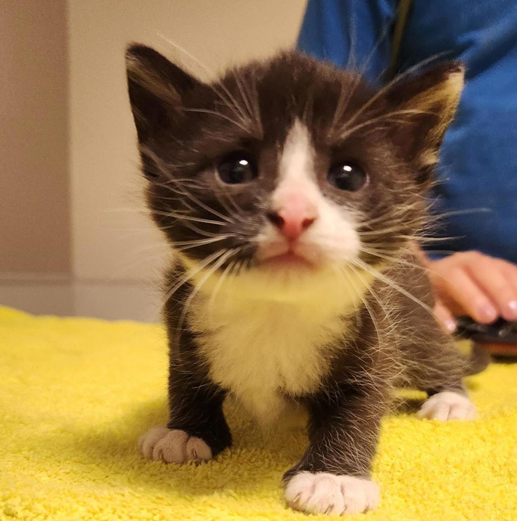 Shelter Stray Male Cat last seen Near Coliseum Way, OAKLAND, CA, 94621, 8323 Baldwin St, Oakland, CA 94621, USA