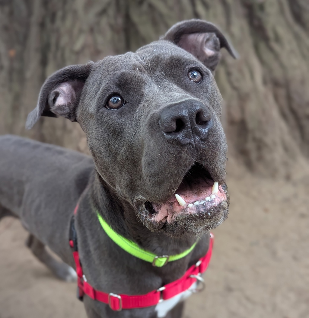 Shelter Stray Male Dog last seen N Bybee Lake ct/Leadbetter Rd, OR, 1700 W Historic Columbia River Hwy, Troutdale, OR 97060, USA