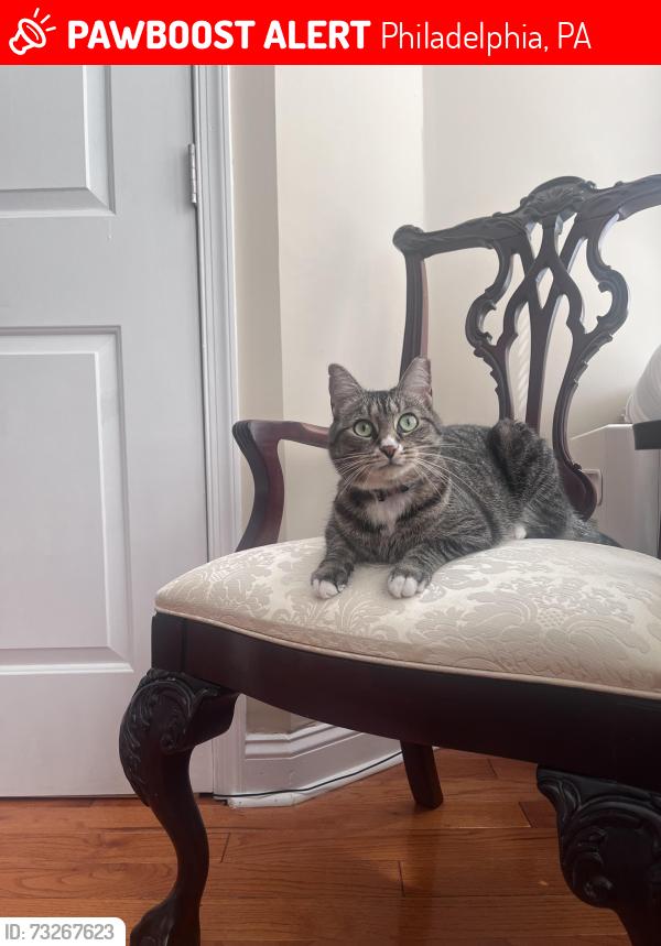 Lost Female Cat last seen Yewdall and Cedar, Philadelphia, PA 19143