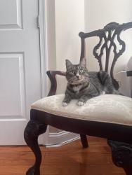 Lost Female Cat last seen Yewdall and Cedar, Philadelphia, PA 19143