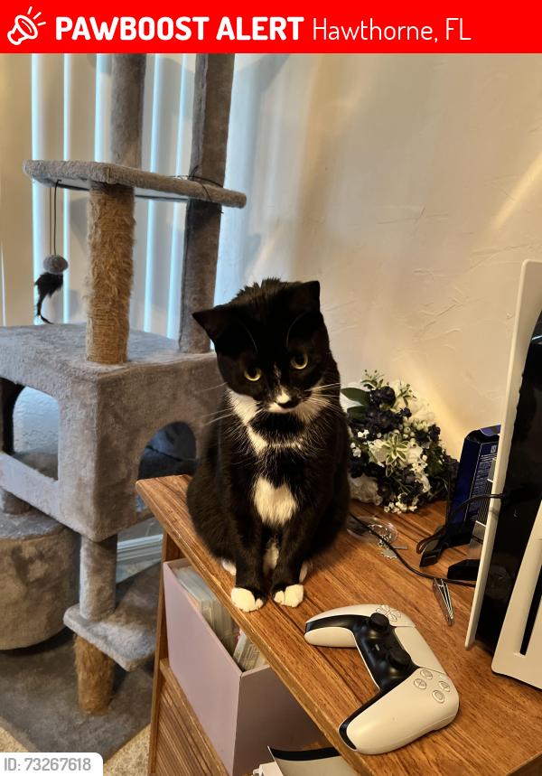 Lost Female Cat last seen Whirlwind loop, Hawthorne, FL 32640