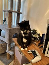 Lost Female Cat last seen Whirlwind loop, Hawthorne, FL 32640