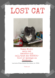 Lost Male Cat last seen N san Gabriel Ave Azusa, ca, Azusa, CA 91702