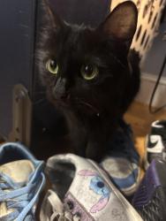 Reunited Female Cat last seen Granite st and Dover st near west high school, Manchester, NH 03102