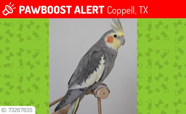Lost Male Bird last seen Near Belt Line, Coppell, TX 75019