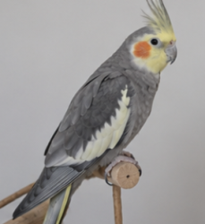 Lost Male Bird last seen Near Belt Line, Coppell, TX 75019