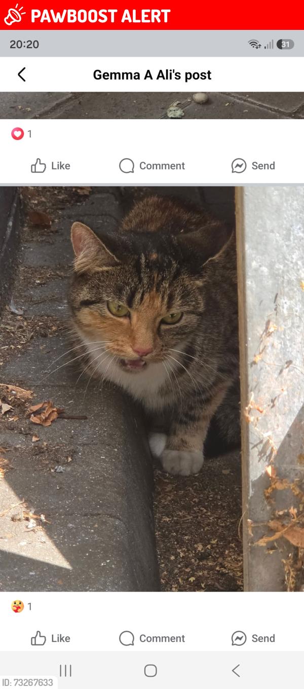 Lost Female Cat last seen Earlham Court Leytonstone, Greater London, England 