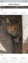Lost Female Cat last seen Earlham Court Leytonstone, Greater London, England 