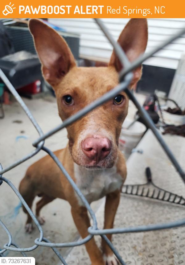 Rehomed Male Dog last seen 6th Ave and Main Street, Red Springs, NC, Red Springs, NC 28377